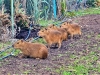 Южноамерикански капибари са най-новите обитатели на Зоопарк Бургас. 