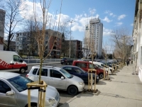 Ето как може да има и хубави дървета, и удобен тротоар