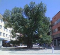 Питат сливналии за бъдещето на Стария бряст