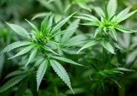 Над 46 кг марихуана задържаха в района на ГКПП Кулата