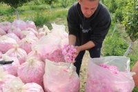 Срив в кампанията за добив на розов цвят 