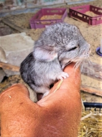 Нови бебета можете да видите в Зоопарк Бургас