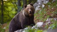 Мечката, която нападна жена край Белица, ще бъде отстреляна 