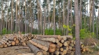 Горски прекратиха поредната незаконна сеч