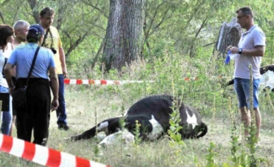 В деня, в който крави се отровиха на водопой – семейство се къпало в Марица 