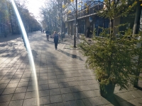 Живи елхички в празничната украса на Бургас