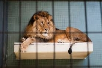 Направиха вазектомия на лъв, станал баща на 5 лъвчета за година