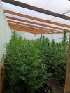 Оранжерия за марихуана разкриха при спецоперация криминалисти от Бургас