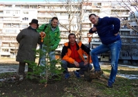 Утре засаждаме живите коледни елхички