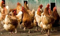 Вдигната е забраната за продажба на птици по пазарите